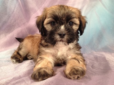 Male Lhasa Bichon Puppy-August 2012 Litter